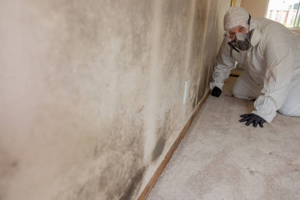 Best Mold Odor Removal Services  in Del Mar, CA